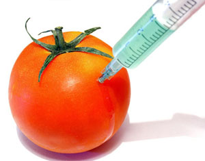 GM Tomato