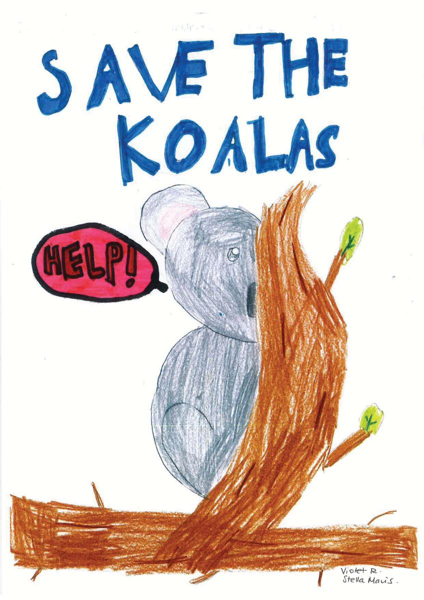 Save the Koalas by Violet R. - Year 3G Stella Maris Shellharbour NSW