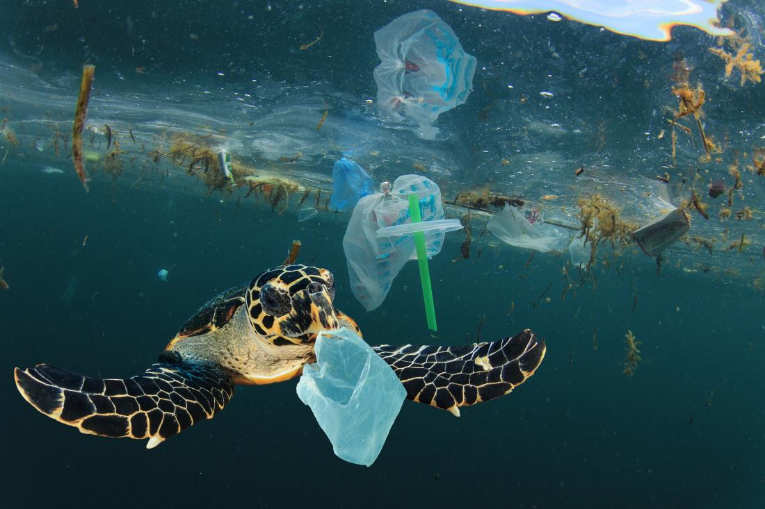 Help us to use less single-use plastic, practice sustainable habits and care for the earth and its creatures - Photo:bigstock.com