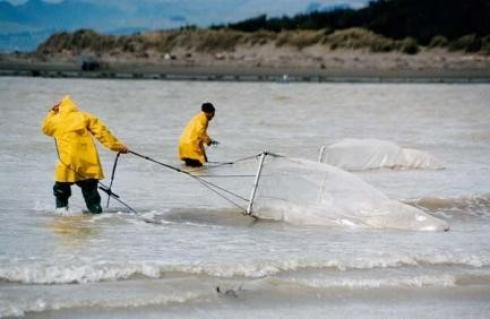 New Zealand fishermen bring in their catch. 