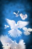 White doves fly