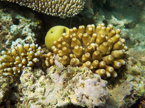 Great Barrier Reef, Queensland, Australia (Flickr: Skip Nyegard, Creative Commons)