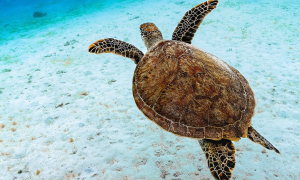 World Oceans Day: Reimagining Our Relationship with the Ocean
