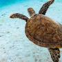 World Oceans Day: Reimagining Our Relationship with the Ocean